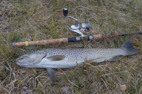 Kaitumjaure, Norrbotten, Suécia, Agust 27, 2019: Close up big trofey rainbow trout, peixe exibido na grama com vara de pesca com mosca. Pega fresca truta de água doce — Fotografia de Stock