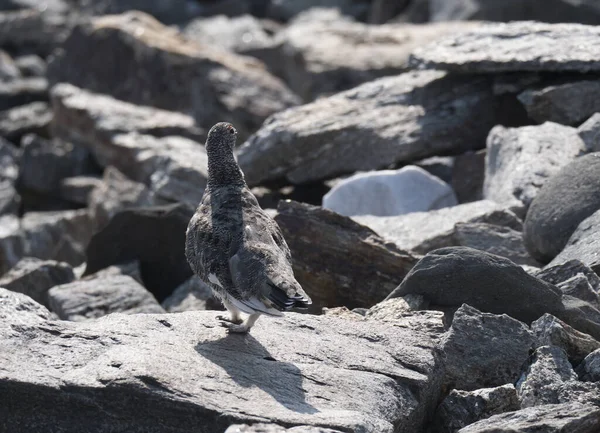 Nahaufnahme männlicher Felsenptarmigan, lagopus muta, der im Sommer auf Felsen am Lapplandberg steht. Selektiver Fokus — Stockfoto