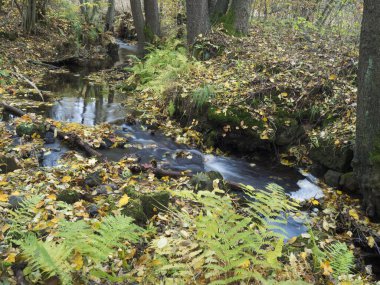 Czech cumhuriyetindeki Luzicke Hory Lusitian Dağı 'nda sonbaharda taşlarla, yosunlarla, eğreltiotlarıyla, renkli yapraklarla ve ağaçlarla dolu büyülü orman çağlayan deresi.