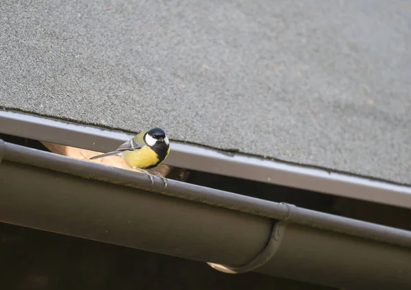 Großaufnahme Kohlmeise, Parus major Vogel auf Dachrinne hockend, Blick in die Kamera, selektiver Fokus, Kopierraum — Stockfoto