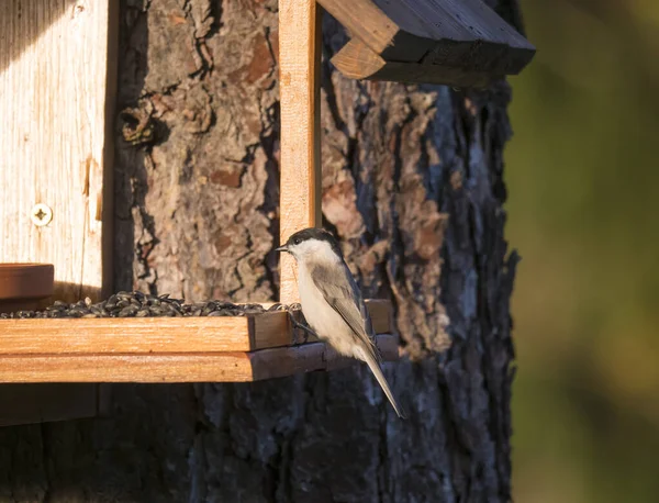 Close up marsh tit, Poecile palustris bird perched on feeder bird table on tree trunk, bokeh background, copy space. golden hour light — Stock Photo, Image