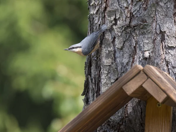 Cierre Nuthatch madera o nuthatch euroasiático, subiendo en tronco de árbol de alerce con la cabeza hacia abajo. Fondo bokeh verde, espacio de copia . — Foto de Stock