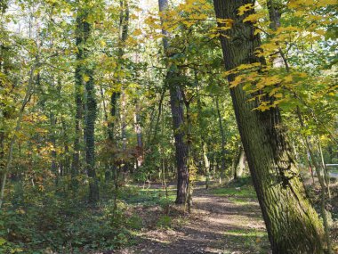Sonbahar Ormanı yolunda güneş ışığı. Sonbahar manzarası