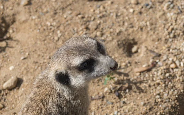 Zavřít portrét meerkatu nebo surikátu, Suricata suricatta s pohledem na fotoaparát, selektivní zaměření, kopírování prostoru pro text — Stock fotografie