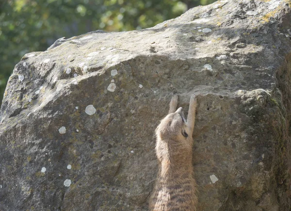 Meerkat ή suricate, Suricata suricatta αναρρίχηση στην πέτρα roxk, επιλεκτική εστίαση, αντιγραφή χώρου για κείμενο — Φωτογραφία Αρχείου