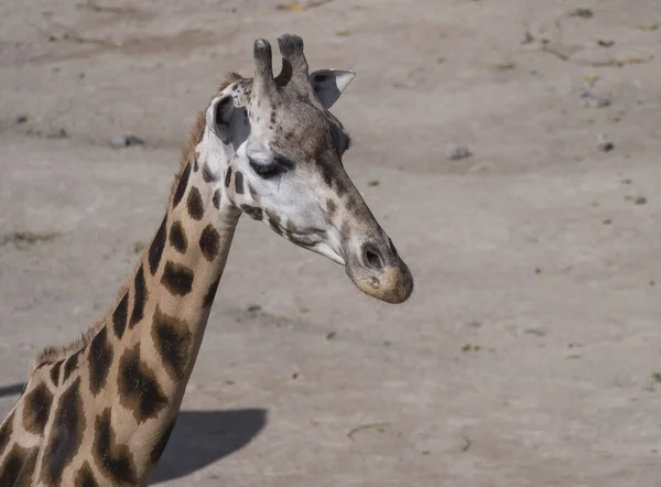 Close up portret głowy żyrafy, Giraffa camelopardalis camelopardalis Linnaeus, widok profilu, beżowy bokeh tło — Zdjęcie stockowe