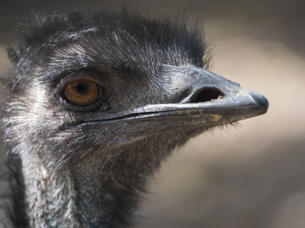 Close up profile portrait, head shot of Australian Emu,Dromaius novaehollandiae, Blurred, natural, bokeh background, Second largest bird on the world. Photography nature and animal wildlife.
