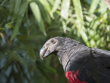close up portrait of Pesquet parrot, Psittrichas fulgidus, rare bird from New Guinea. Red and black parrot head on green leaves bokeh background clipart
