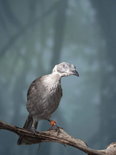 Detailní portrét mnicha v helmě, Philemon buceroides, sedí na větvi stromu na modrém pozadí bokeh. Velmi zvláštní dlouhá hlava, ošklivý ptáku. Selektivní zaměření na oko. — Stock fotografie