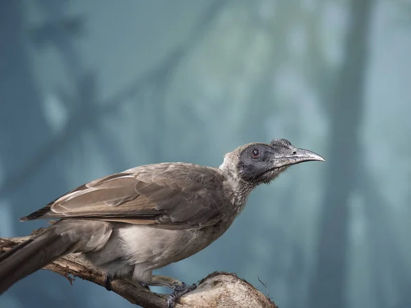 Close up retrato de pássaro friarbird capacete, Philemon buceroides, sentado no ramo da árvore em fundo azul bokeh. Cabeça longa muito estranha, pássaro feio. Foco seletivo no olho . — Fotografia de Stock