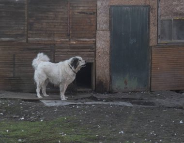 Beyaz tüylü bekçi köpeği, köhne bir evin bahçesinde zincirli duruyor. Sönük renk, sirke görünüşü.