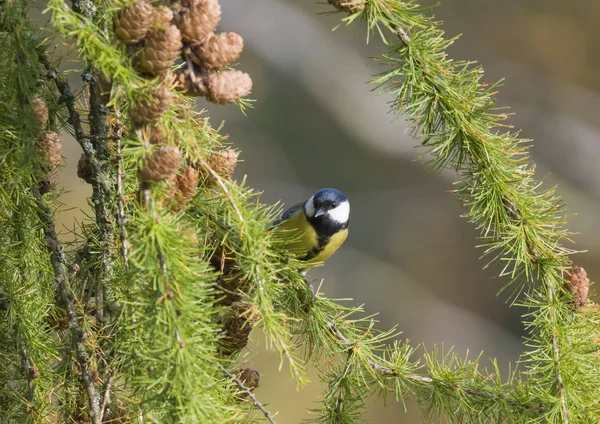 Gros plan Grand mésange, Parus major oiseau perché sur une branche luxuriante de mélèze geen, fond bokeh, espace de copie . — Photo