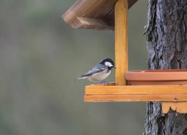 Kohlmeise oder Steinmeise aus nächster Nähe, Periparus ater Vogel hockt mit Sonnenblumenkernen auf dem Vogelfuttertisch. Vogelfütterungskonzept. Selektiver Fokus. — Stockfoto