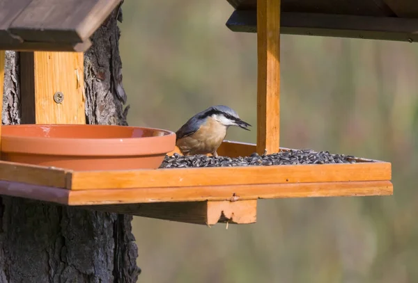 Close up wood Nuthatch or Eurasian nuthatch, Sitta europaea perched on the bird feeder table with sunflower seed. Bird feeding concept — Stock Photo, Image