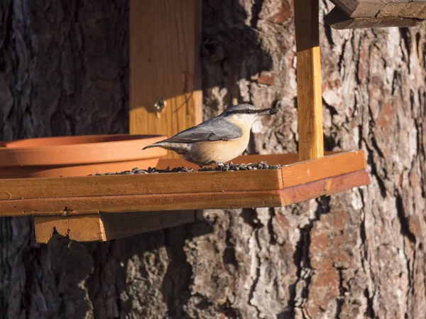 Cierre Nuthatch madera o nuthatch euroasiático, Sitta europaea encaramado en la mesa de alimentación de aves con semillas de girasol. Concepto de alimentación —  Fotos de Stock