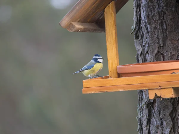 Nahaufnahme der eurasischen Blaumeise, Cyanistes caeruleus Vogel, der mit Sonnenblumenkernen auf dem Vogelfuttertisch hockt. Vogelfütterungskonzept. Selektiver Fokus. — Stockfoto