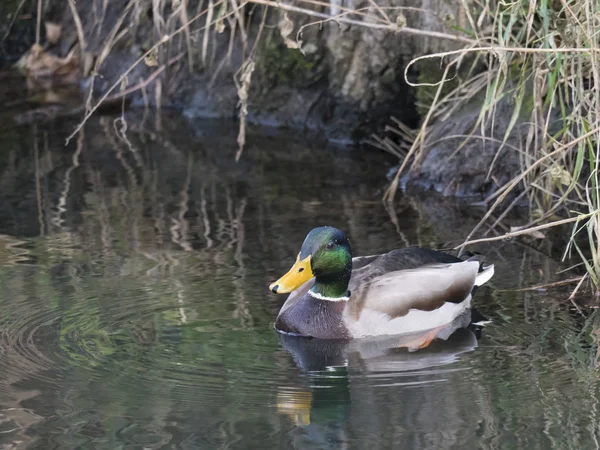 Stockente aus nächster Nähe, Anas platyrhynchos, männliche Ente, die auf einer Wasseroberfläche mit Gras, Steinen und Schmutz schwimmt. Selektiver Fokus — Stockfoto