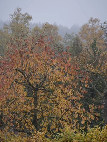 Levende efterår Farver af bladene på kirsebærtræ, løvfældende træer og busk i lunefuld tåget efterårsdag med tåge baggrund i et landskab - Stock-foto