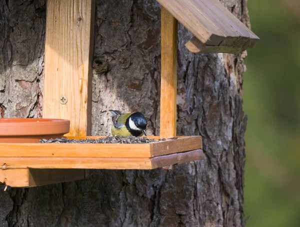 Close up Grote mees, Parus grote vogel op de vogelvoedertafel met zonnebloempitten. Vogelvoederconcept. Selectieve focus. — Stockfoto