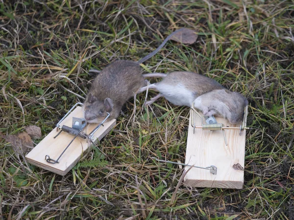2匹の死んだマウスが閉じ込められ、草の背景にある古典的な木製のマウストラップに捕らえられ、選択的な焦点 — ストック写真