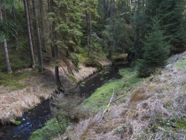 İsviçre 'nin ulusal parkındaki River Creek Krinice' in sonbahar manzarası ladin ormanı, yosun ve taşlarla dolu.