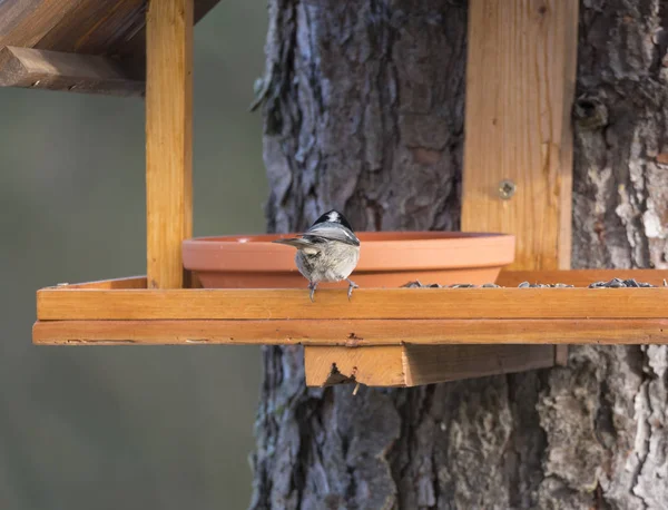 Fermer seins charbon ou cole tit Periparus ater queue d'oiseau perchée sur la table mangeoire d'oiseaux avec des graines de tournesol. Concept d'alimentation des oiseaux. Concentration sélective . — Photo