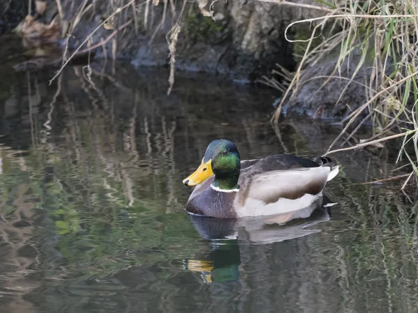 Cerca de mallard, Anas platyrhynchos, pato macho nadando en la superficie del agua con hierba, piedra y tierra. Enfoque selectivo — Foto de Stock