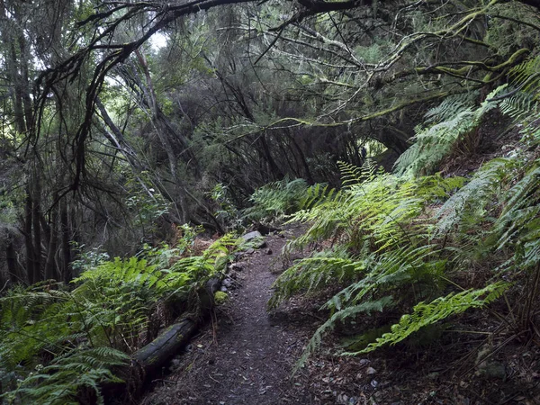 Natuurpark La Zarza met pad in prachtig mysterieus Laurel bos, laurisilva in het noordelijke deel van La Palma, Canarische Eilanden, Spanje — Stockfoto