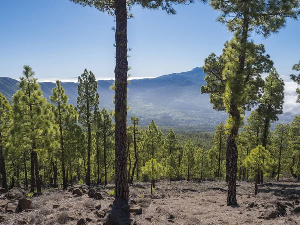 Volcanic landscape and lush green pine tree forest at hiking trail to Pico Bejenado mountain at national park Caldera de Taburiente, volcanic crater in La Palma, Canary Islands, Spain