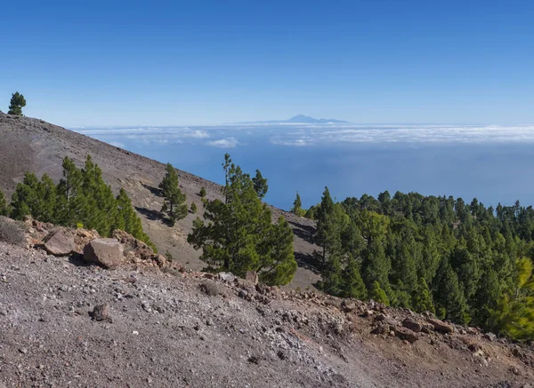 Vackert vulkanlandskap med lummiga gröna tallar och färgglada vulkaner längs stigen Ruta de los Volcanes, vacker vandringsled på La Palma ön, Kanarieöarna, Spanien, Blå himmel — Stockfoto