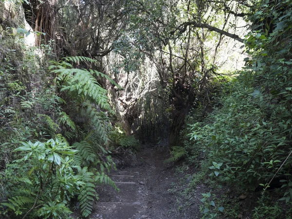 Parque natural Cobo da Galga con sendero en el hermoso bosque misterioso de Laurel, laurisilva en la parte norte de La Palma, Islas Canarias, España — Foto de Stock