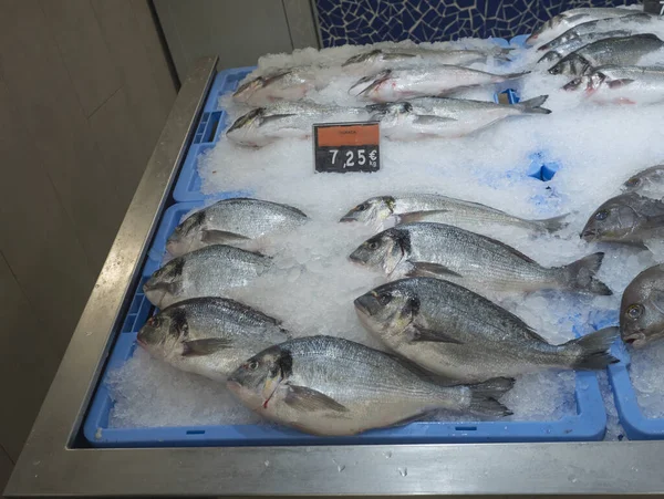 Close up cold iced sea fish on ice gilt-head sea bream Sparus aurata, called Dorada in spanish, displayed at supermarket — Stock Photo, Image