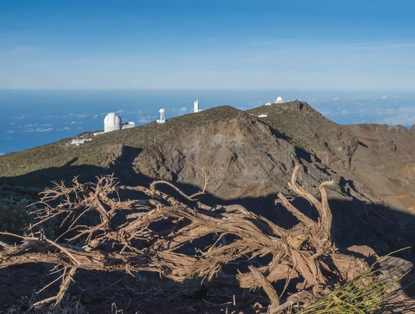 Raízes de árvores secas no pico mais alto de La Palma Roque De Los Muchachos com grandes telescópios de Observatório em Caldera De Taburiente, céu azul e mar no fundo. La Palma, Ilhas Canárias, Espanha — Fotografia de Stock