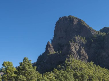 Volkanik manzara ve gür çam ağacı ormanı, Pinus kanarya manzarası Mirador de la Cumbrecita 'dan ulusal park Caldera de Taburiente, volkanik krater La Palma, Kanarya Adaları, İspanya