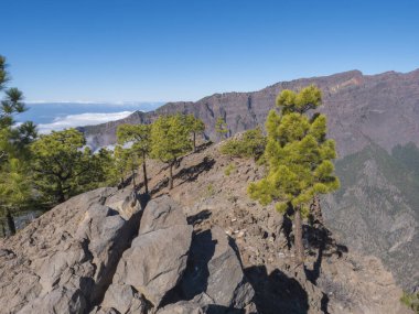 Volkanik manzara ve yemyeşil çam ağacı ormanı Pico Bejenado dağına yürüyüş yolunda ulusal park Caldera de Taburiente, volkanik krater La Palma, Kanarya Adaları, İspanya