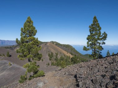 Volkanik manzara, yemyeşil çam ağaçları, renkli volkanlar ve lav kaya tarlası Ruta de los Volcanes yolu boyunca, La Palma adasında yürüyüş yolu, Kanarya Adaları, İspanya, Mavi gökyüzü arka planı
