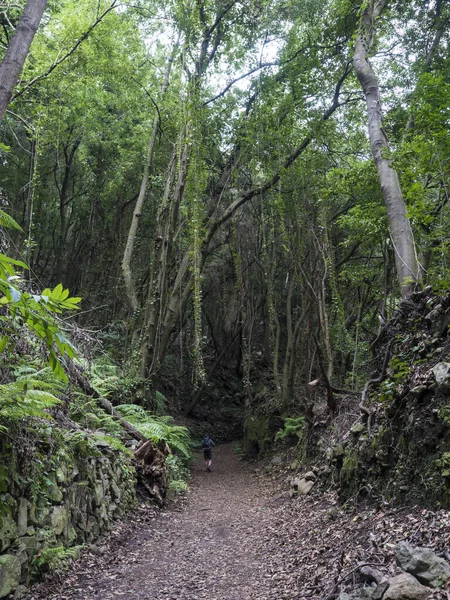 Człowiek wędrujący ścieżką w tajemniczym lesie Laurel Laurisilva, bujny subtropikalny las deszczowy na szlaku turystycznym Los Tilos, La Palma, Wyspy Kanaryjskie, Hiszpania — Zdjęcie stockowe