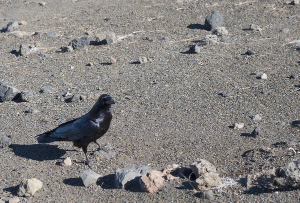 Close up grande corvo, Corvus corax comune, bellissimo uccello selvatico nero arroccato su sabbia e terra di pietra, guardando la camaera, copiare lo spazio — Foto Stock