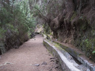 Levada boyunca uzanan yol, Laurisilva Laurel ormanındaki su kanalı, Los Tilos, La Palma, Kanarya Adaları, İspanya 'daki yürüyüş parkurundaki yemyeşil yağmur ormanı.