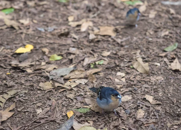 La Palma chaffinch, Fringilla coelebs palmae, Palman chaffinch macho empoleirado em solo florestal na floresta Laurel, floresta subtropical na trilha de caminhadas Los Tilos, La Palma, Ilhas Canárias, Espanha — Fotografia de Stock