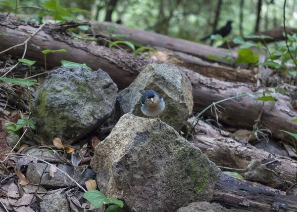 La Palma chaffinch, Fringilla coelebs palmae, Palman chaffinch samec usazený na kameni u Laurel forest Laurisilva, svěží subtropický deštný prales na turistické stezce Los Tilos, La Palma, Kanárské ostrovy, Španělsko — Stock fotografie