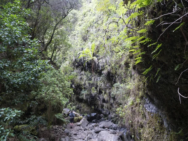 Homme randonneur sur le sentier de la mystérieuse forêt de Laurel Laurisilva, forêt tropicale luxuriante sur le sentier de randonnée Los Tilos, La Palma, Îles Canaries, Espagne — Photo