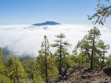 Volkanik manzara ve yemyeşil çam ağacı ormanı Pico Bejenado dağına yürüyüş yolunda ulusal park Caldera de Taburiente, volkanik krater La Palma, Kanarya Adaları, İspanya