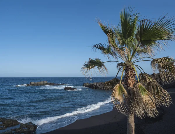 在阳光明媚、多风的日子里，在Los Cancajos村黑色沙滩上的棕榈树。加那利群岛拉帕尔马。熔岩和蓝天背景. — 图库照片