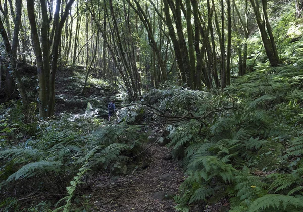 Man wandelaar op pad Cubo de la galga natuurpark wandelpad in prachtige mysterieuze Laurel bos, laurisilva weelderige subtropische jungle op La Palma, Canarische Eilanden, Spanje — Stockfoto