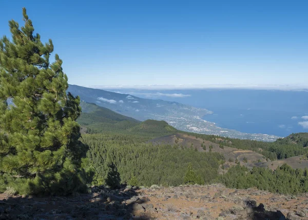 Krajobraz wulkaniczny z bujną zieloną sosną, kolorowe wulkany i pole skalne lawy wzdłuż ścieżki Ruta de los Volcanes, szlak turystyczny na wyspie La Palma, Wyspy Kanaryjskie, Hiszpania, tle błękitnego nieba — Zdjęcie stockowe