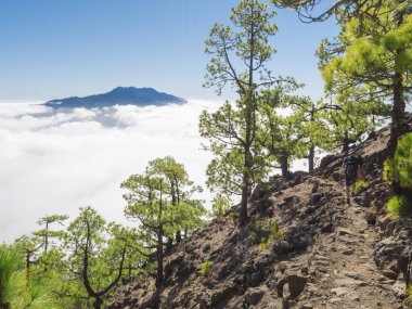 Volkanik manzara ve yemyeşil çam ağacı ormanı Pico Bejenado dağına yürüyüş yolunda ulusal park Caldera de Taburiente, volkanik krater La Palma, Kanarya Adaları, İspanya