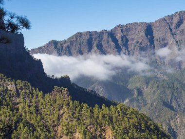 Volkanik manzara ve gür çam ağacı ormanı, Pinus kanarya manzarası Mirador de la Cumbrecita 'dan ulusal park Caldera de Taburiente, volkanik krater La Palma, Kanarya Adaları, İspanya
