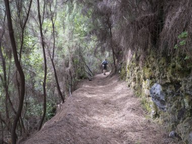 Gizemli Laurel Ormanı 'nda yürüyüş yapan adam Laurisilva, Los Tilos, La Palma, Kanarya Adaları, İspanya yürüyüş parkındaki yemyeşil astropikal yağmur ormanı.