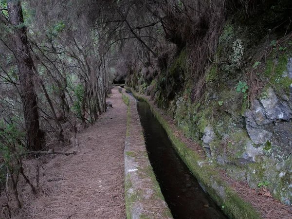 Percorso lungo la levada, condotto dell'acqua nella misteriosa foresta di Laurel Laurisilva, lussureggiante foresta pluviale subtropicale al sentiero Los Tilos, La Palma, Isole Canarie, Spagna — Foto Stock